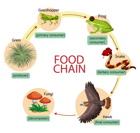 diagram of the food chain 